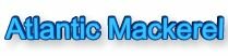 Popular Saltwater Fish Species!,Atlantic Mackerel,saltwater fishing,game,sport,fishing,boats,boating,massachusetts,weather,tides,tackle,marine,fisherman