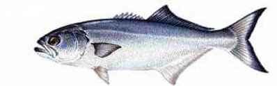 Click here and return to Popular Salt Water Species Home Page!