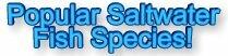 Popular Saltwater Fish Species!,saltwater fishing,game,sport,fishing,boats,boating,massachusetts,fishing tackle,fishing equipment,smelt,boston massachusetts,fishing lure,saltwater fish,fishing report,fishing reel,fishing rod,fishing gear,sport fishing,fishing knots,fishing pole,fishing picture,fishing net,fishing line,fishing tip,weather,tides,tackle,tautog,marine,fisherman