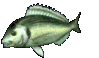saltwater fishing,bluefish,stripers,haywire twist,flounder,palomar knot,sport,fishing,travel,uniknot,boating,game,state fish,deep sea fishing,reel,spool,arbor,tying line,uni-knot,service,water,search,e z ty rope clamp,loran program,boat ramp,codfishing,winter flounder,bony fish in massachusetts,codfish tackle,atlantic cod,flounder fishing,fish in massachusetts,fish recipe,fishing boston,fishing spots,fish in ma,fishing boat,fishing rods,flounder rigs and fishing,massachusettes fishing regulations,pictures,splice,striper general information,strippers,flounder boats,flounder fishing now,habitat,recipes,rope clamp,haddock,plav,albright knot,clinch knot,square knot,Berkley knot,what,get,state,uniknot,snell,hook,figure eight,figure 8,convert loran td to gps,lures,website,information,about,web,news,find,sites,how,massachusetts,weather,regulations,bass,supplies,fisherman,tides,codfish,mackerel,tackle,marine,loran,gps