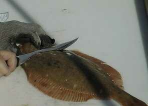 flounder02-295-212.jpg
