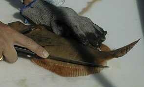 flounder03-295-180.jpg