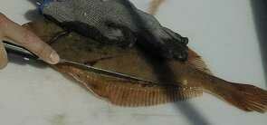 flounder04-295-138.jpg