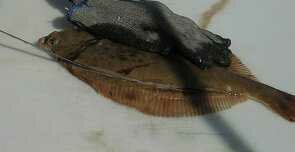 flounder05-295-152.jpg