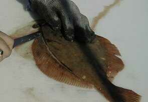 flounder06-295-204.jpg