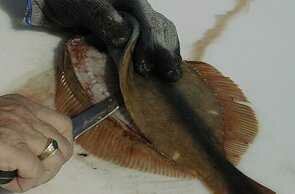 flounder07-295-194.jpg