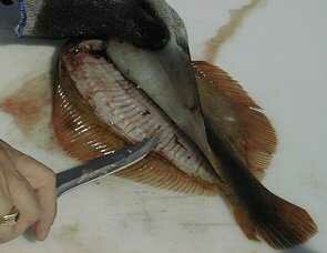 flounder08-295-228.jpg