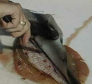 flounder09-295-270.jpg