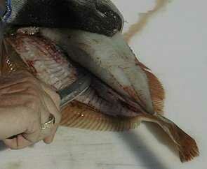 flounder10-295-242.jpg