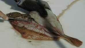 flounder11-295-166.jpg
