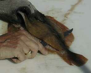 flounder13-295-236.jpg