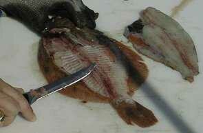flounder14-295-193.jpg