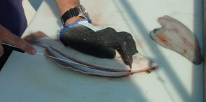 flounder15-295-147.jpg