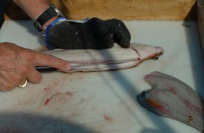 flounder16-295-193.jpg