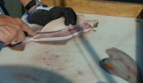 flounder17-295-172.jpg