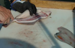 flounder18-295-188.jpg