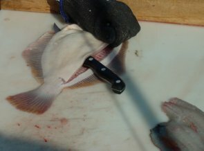 flounder19-295-218.jpg
