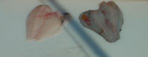 flounder20-295-115.jpg