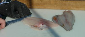 flounder21-295-131.jpg