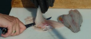 flounder22-295-126.jpg
