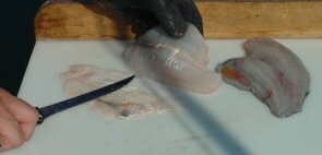 flounder23-295-142.jpg