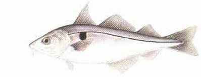 Click here and return to Popular Salt Water Species Home Page!