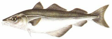 Click here and return to Popular Salt Water Species Home Page!