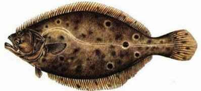Click here and return to Popular Salt Water Species Home Page!