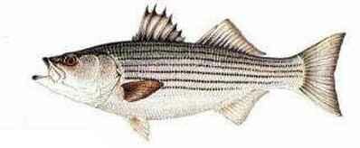 Click here and return to Popular Salt Water Species Home Page!