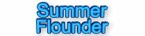 Popular Saltwater Fish Species!, Summer Flounder,saltwater fishing,game,sport,fishing,boats,boating,massachusetts,weather,tides,tackle,marine,fisherman