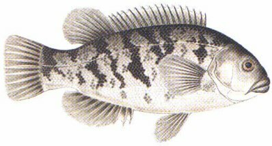 Click here and return to Popular Salt Water Species Home Page!