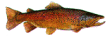 saltwater fishing,fishing tackle,fishing equipment,boston massachusetts,fishing lure,saltwater fish,fishing report,fishing reel,fishing rod,fishing gear,sport fishing,fishing knots,fishing pole,fishing picture,fishing net,fishing line,fishing tip,bluefish,filet fish,filet,stripers,flounder,sport,fishing,travel,boating,game,state fish,deep sea fishing,service,water,search,e z ty rope clamp,loran program,haywire twist,uniknot,albright knot,half hitch,bowline,clove hitch,anchor bend,sheet bend,clinch knot,Berkley knot,boat ramp,haddock,plav,what,get,state,snell,hook,arbor,palomar knot,codfishing,winter flounder,bony fish in massachusetts,codfish tackle,atlantic cod,flounder fishing,fish in massachusetts,fish recipe,fishing boston,fishing spots,fish in ma,fishing boat,fishing rods,flounder rigs and fishing,massachusettes fishing regulations,pictures,splice,striper general information,strippers,flounder boats,flounder fishing now,habitat,recipes,rope clamp,convert loran td to gps,lures,mackerel tackle,fishing for mackerel,flounder tackle,flounder fishing,fishing for flounder,codfish tackle,codfish fishing,fishing for codfish,bluefish tackle,bluefish fishing,flounder eat,fishing for bluefish,link,fishing links,boating links,mackerel fishing,website,information,about,web,news,find,sites,how,massachusetts,weather,regulations,bass,supplies,fisherman,tides,codfish,mackerel,tackle,marine,loran,dropper loop,gps