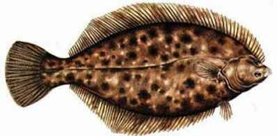 Click here and return to Popular Salt Water Species Home Page!